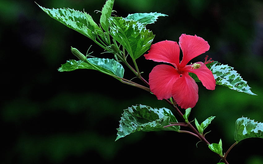 Hibiskus, natura, kwiat, czerwień Tapeta HD