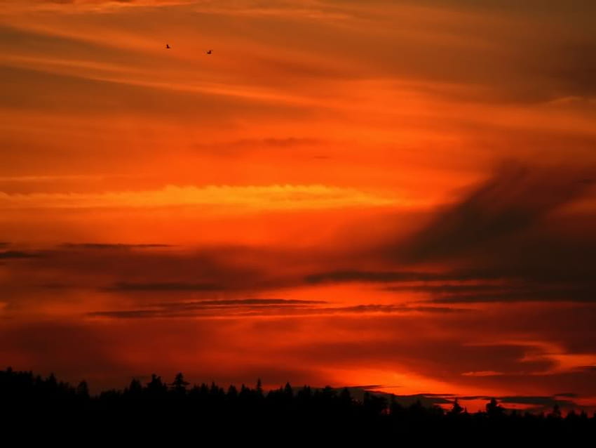 Langit Terbakar, terbakar, langit, oranye, cerah Wallpaper HD