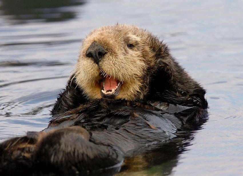 3840x2160px, 4K Free download | Sea Otter - Cute Sea Otter Background ...