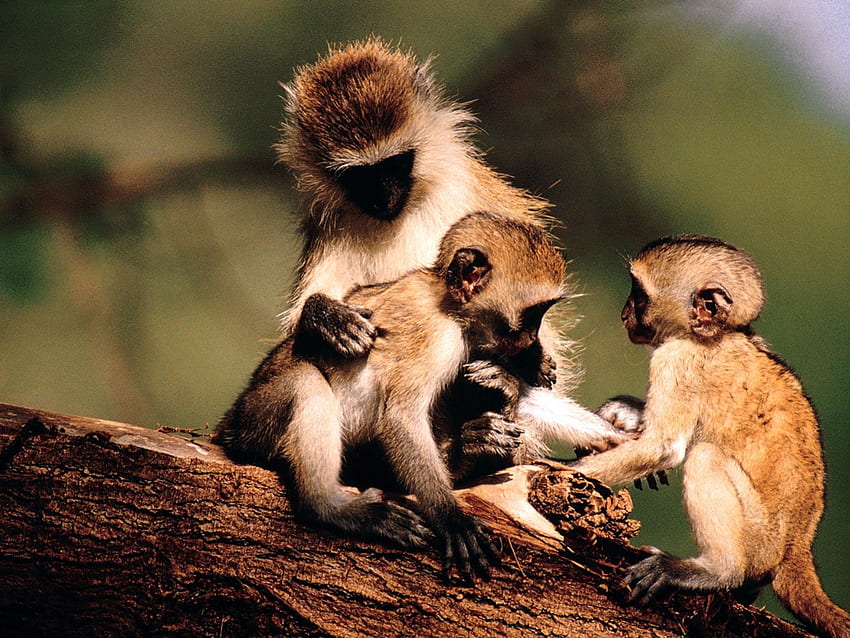 Monkeys family, animal, monkey, primate, family HD wallpaper
