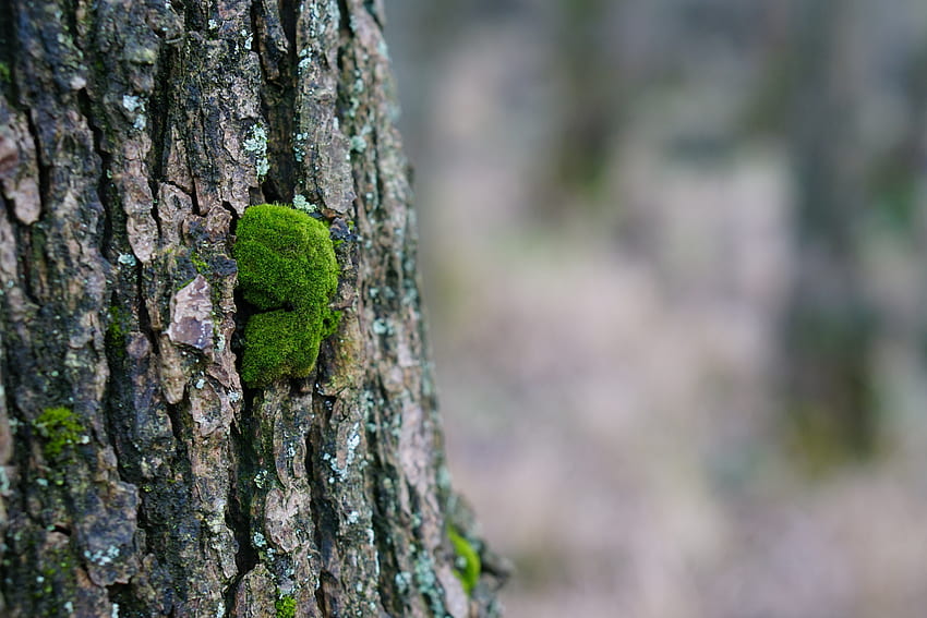 Nature, Wood, Tree, Moss, Bark HD wallpaper