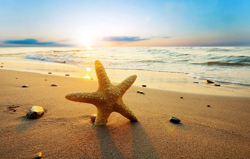 sand, sea, beach, water, the sun, nature, river, stones, background, , wave, , starfish, sea, nature, for , section природа HD wallpaper