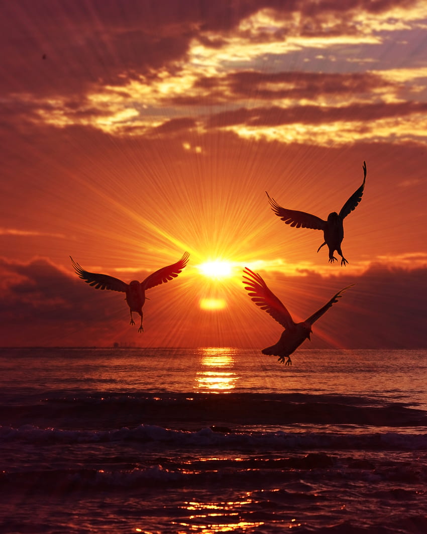 Nature, Birds, Sea, Silhouettes, Sunrise, Rise HD phone wallpaper