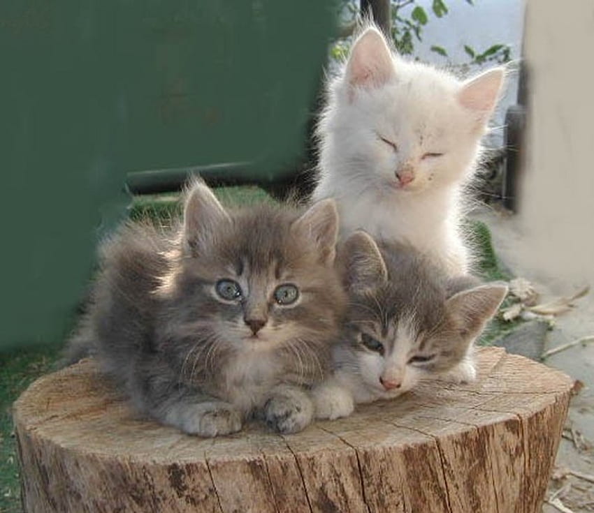 3 cats on a tree trunk, animal, kitten, trunk, cat, feline HD wallpaper