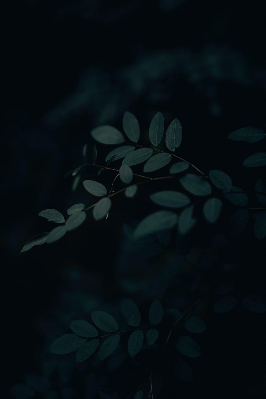 Folhas, Escuro, Ramo Papel de parede de celular HD