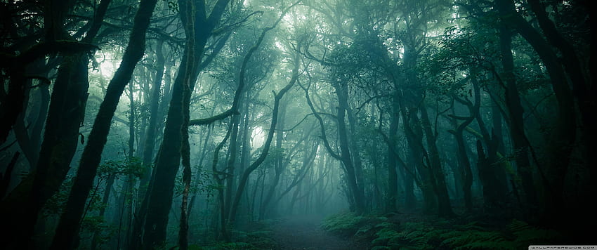 Ciemny las, mgła Ultra Tło dla U Telewizor: panoramiczny i ultraszeroki i laptop: Tablet: Smartfon, ciemny las Tapeta HD