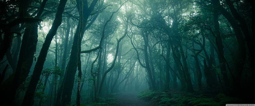 Dark Woods, Fog Ultra Hintergrund für U TV: & UltraWide & Laptop: Tablet: Smartphone, Dark Woods HD-Hintergrundbild