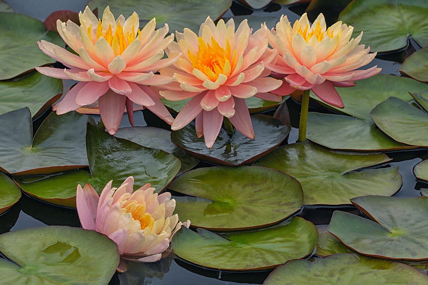 Lotuses, nature, water, flower, lotus, orange HD wallpaper