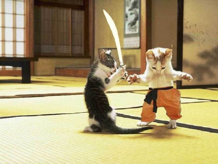 Ninja Kitties, funny, kitties, entertainment HD wallpaper