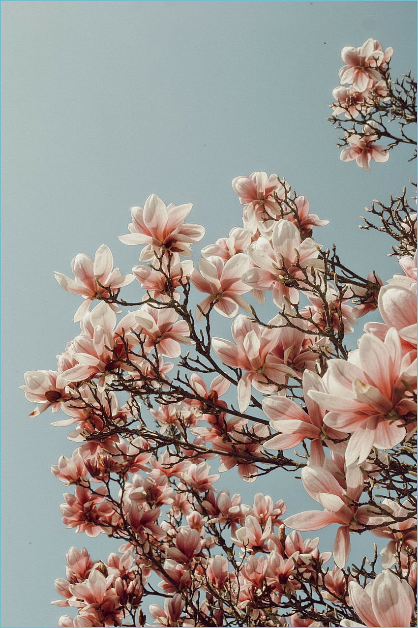 Spring Blumen Hintergrund iPhone, Hintergrundbilder - Пролет HD тапет за телефон