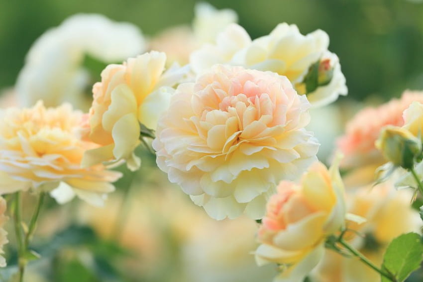 バラ園、柔らかさ、白、バラ、かわいい、庭、花 高画質の壁紙