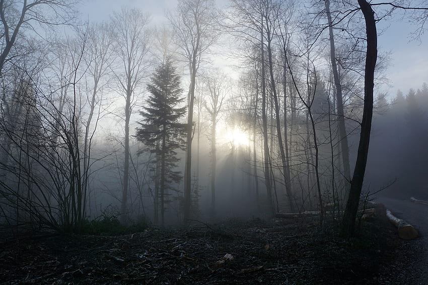 自然, 木, 森, 霧 高画質の壁紙