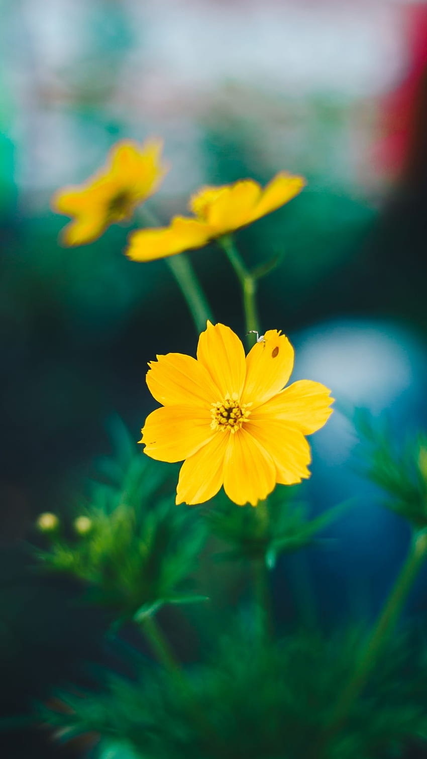 Einfach, schön, gelbe Blumen, gelb, Blumen HD-Handy-Hintergrundbild