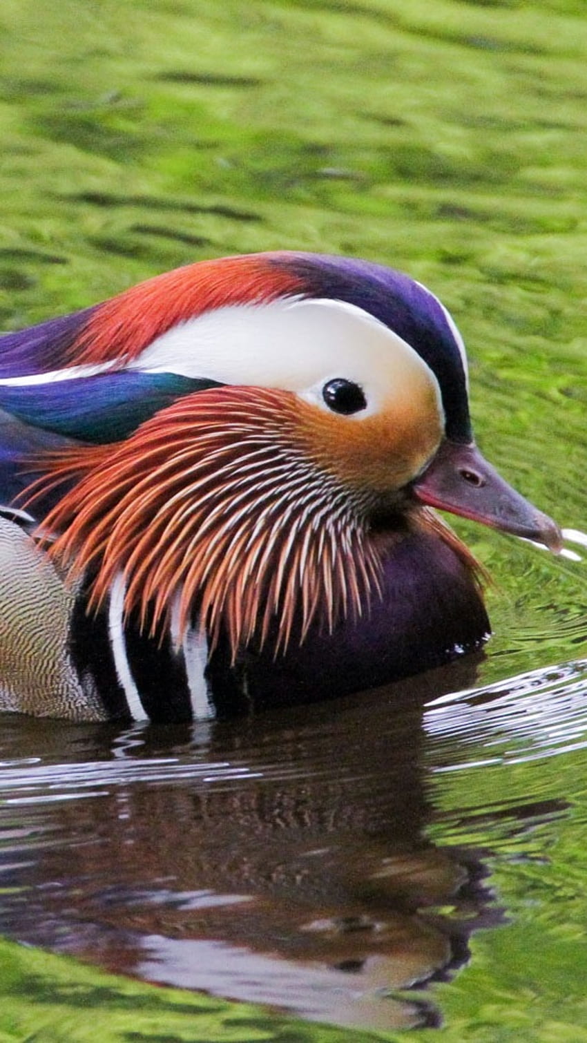 Mandarin Duck, Swimming, Lake HD phone wallpaper