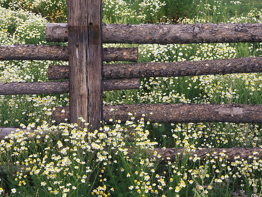 Nature, Camomile, Field, Fence, Logs HD wallpaper