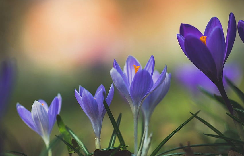 makro, musim semi, Krokus untuk , bagian цветы Wallpaper HD