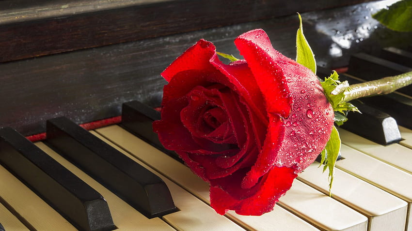 Red Rose On Piano Relaxing Music Meditation HD wallpaper