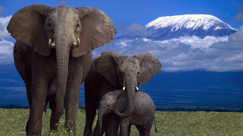 Elephant Family , Baby Elephant HD wallpaper