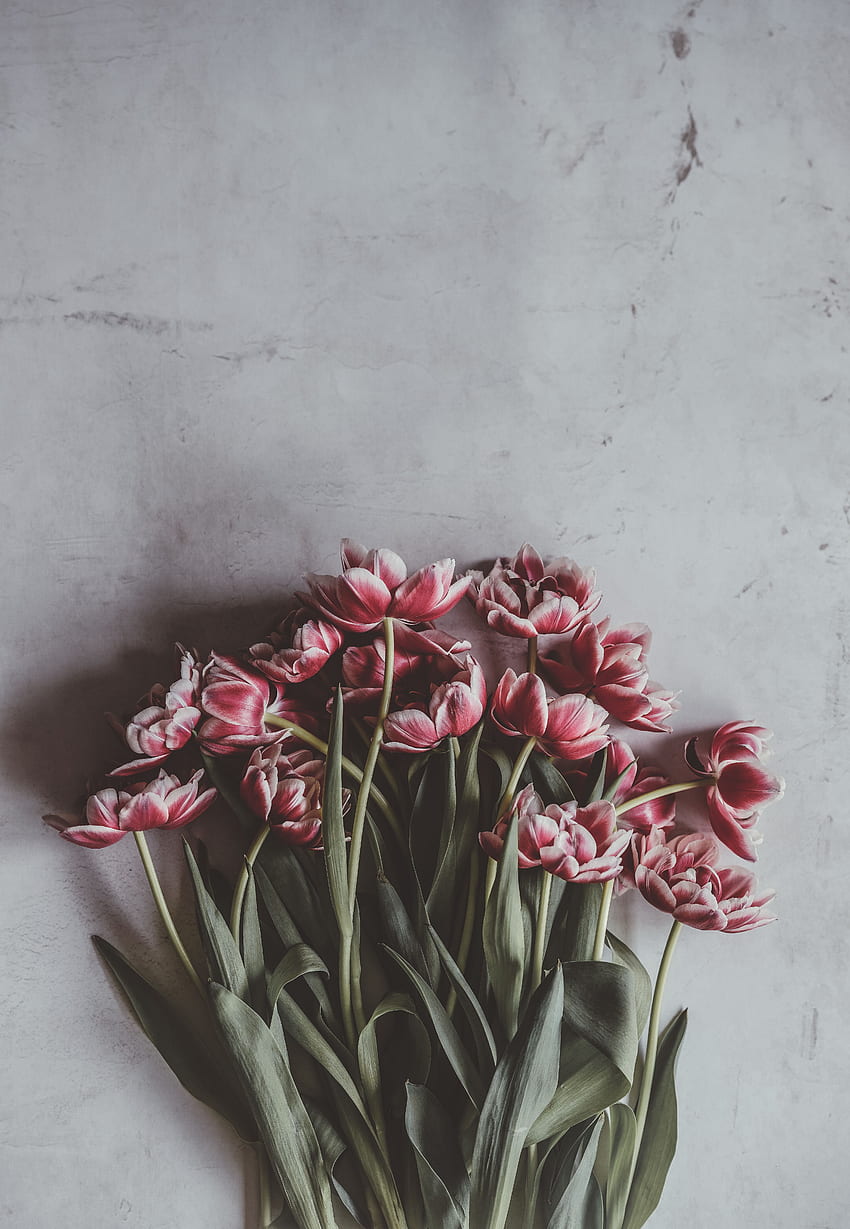 Flowers, Tulips, Bouquet, Buds, Stems HD phone wallpaper