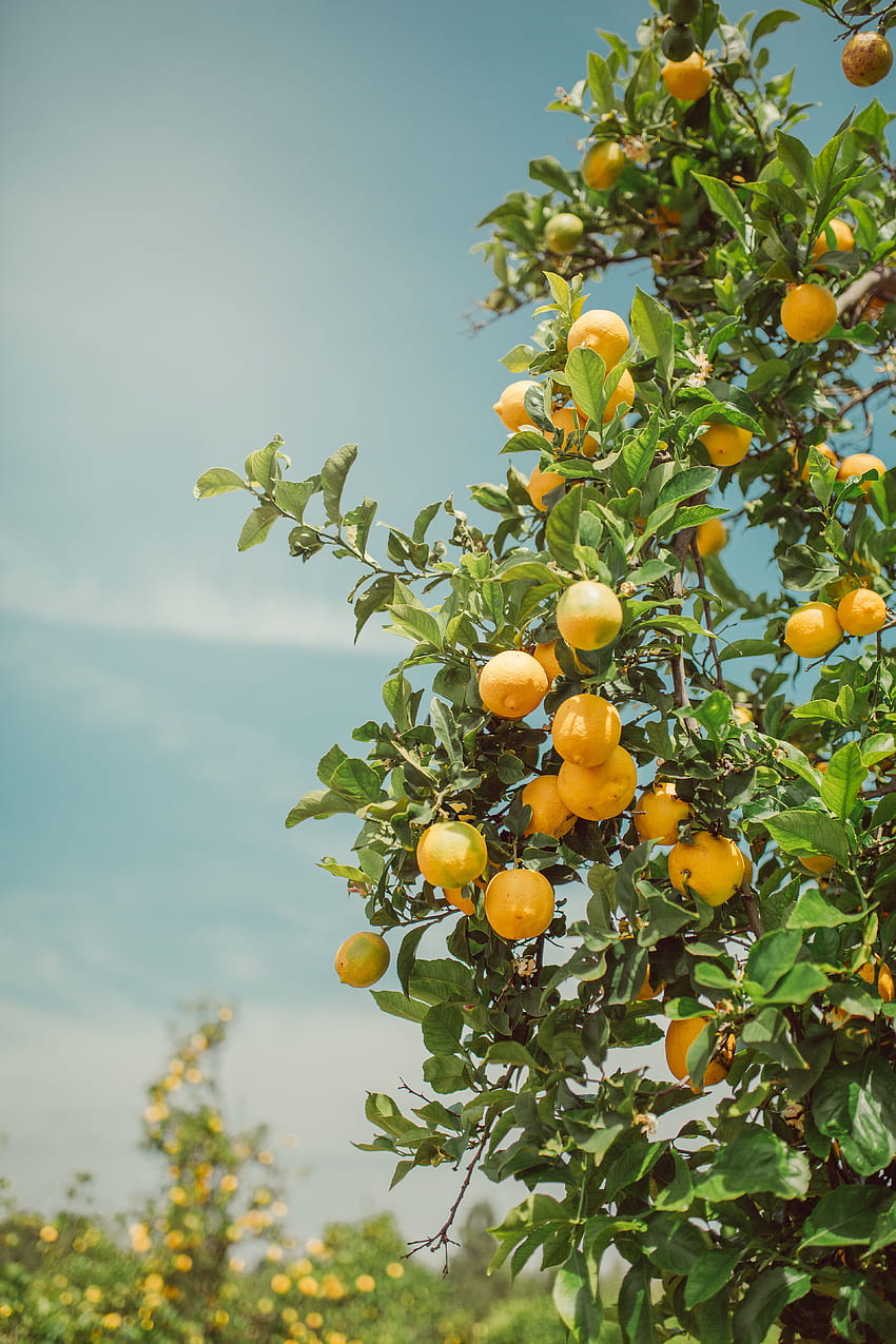A breathtaking lemon tree lemon orchard Amalfi coast Italy Sicily. Nature graphy, Nature aesthetic, Aesthetic background, Citrus Tree HD phone wallpaper