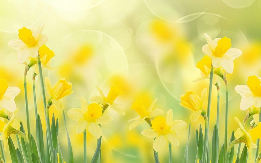 Spring, Daffodils, , Full, , , , Background, , , , High Resolution , Screen, . The HD wallpaper