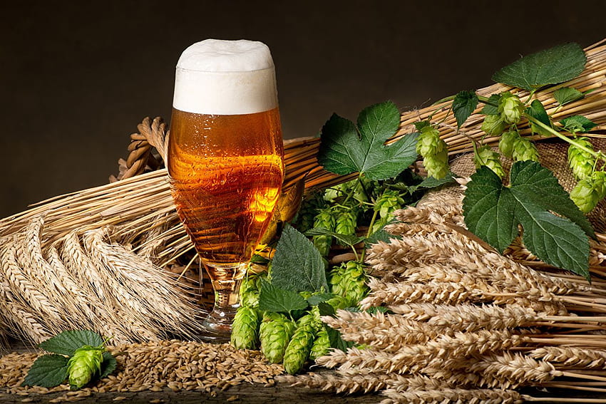 Blatt Bier Hopfen Weizen Spikes Lebensmittel Schaum Weingläser HD-Hintergrundbild