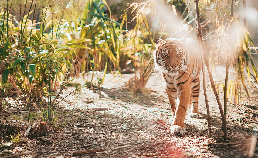 สัตว์ นักล่า แมวตัวใหญ่ เสือโคร่ง แสงแดด วอลล์เปเปอร์ HD