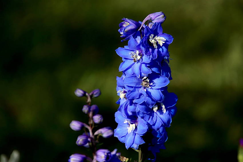 Delphiniums: The flower symbolizing an open heart and generosity. The Florist Guide HD wallpaper