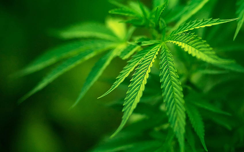 Plantes, Marijuana, Cannabis Fond d'écran HD
