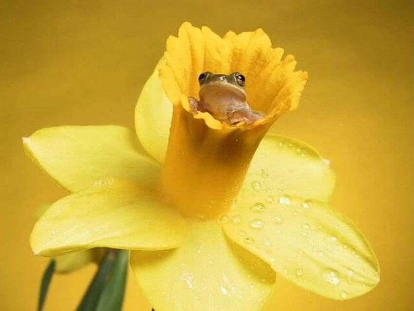 cute, daffodil, yellow, frog, dew HD wallpaper
