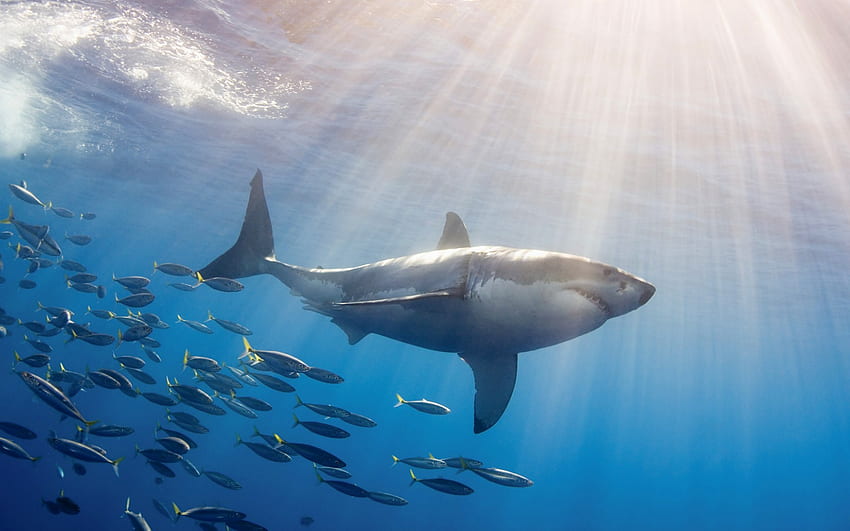 lo squalo bianco attacca il grande squalo bianco ipad [] per il tuo, cellulare e tablet. Esplora Live Shark per PC. Acquario Vivere per Sfondo HD