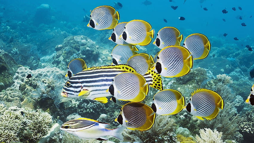 泳ぐ熱帯魚の群れ -熱帯魚背景-- 高画質の壁紙
