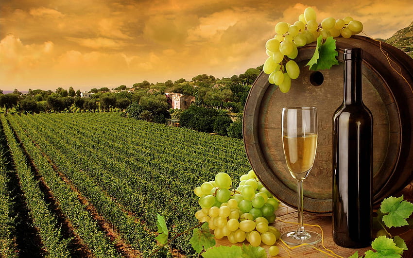 Vineyard And Wine , 2.96 Mb, Winery HD wallpaper