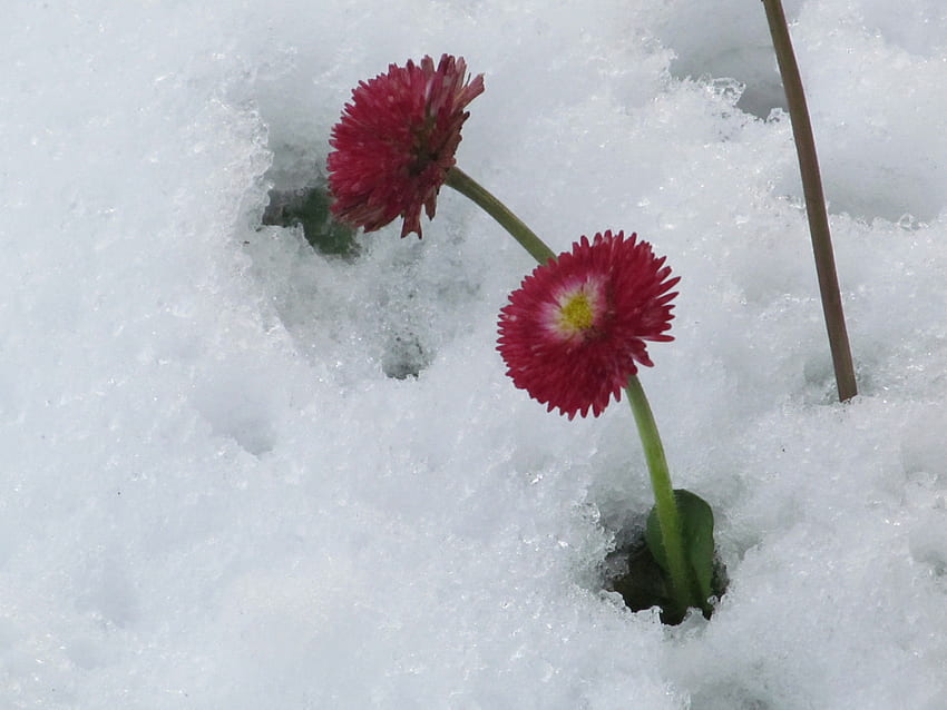 Цъфтеж в снега, растения, цветя, флора, сняг HD тапет