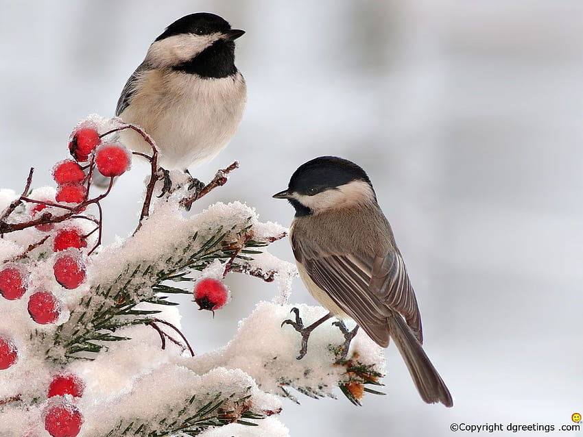 Birds , Birds ,, Winter Bird HD wallpaper | Pxfuel