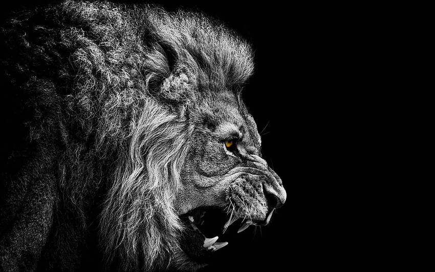 preto e branco, zangado, O Rei, leão da montanha, White Fang papel de parede HD