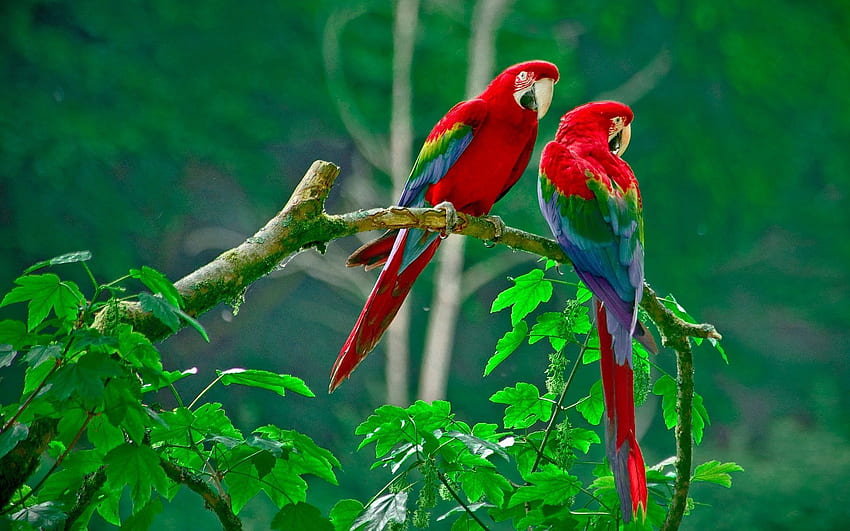 Пълни красиви любовни птици, Lovebird HD тапет