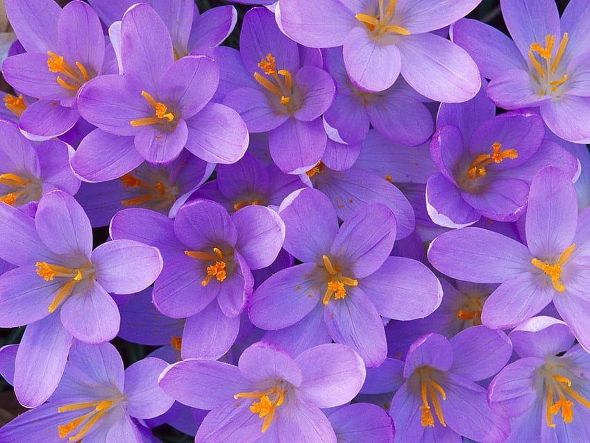 Plants, Flowers, Violet HD wallpaper