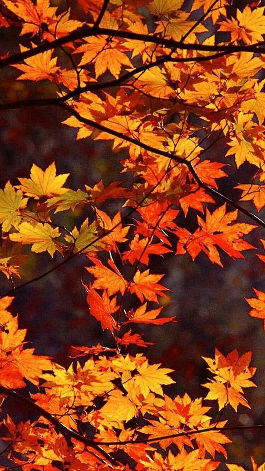 Miglior autunno autunno. Autunno, il più bel giorno del Ringraziamento Sfondo del telefono HD