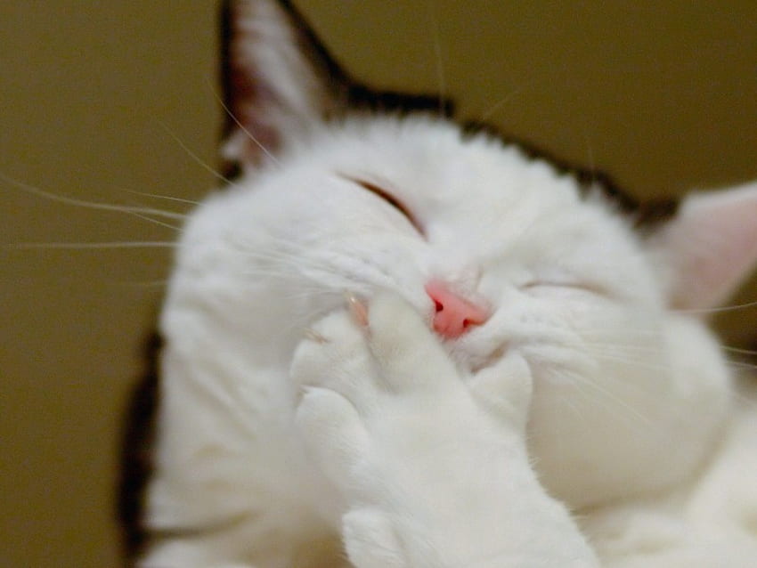 ยิ้มหวาน ขาว คิตตี้ น่ารัก ขนยาว แมว ขนสัตว์ สัตว์ felines น่ากอด ตลก วอลล์เปเปอร์ HD