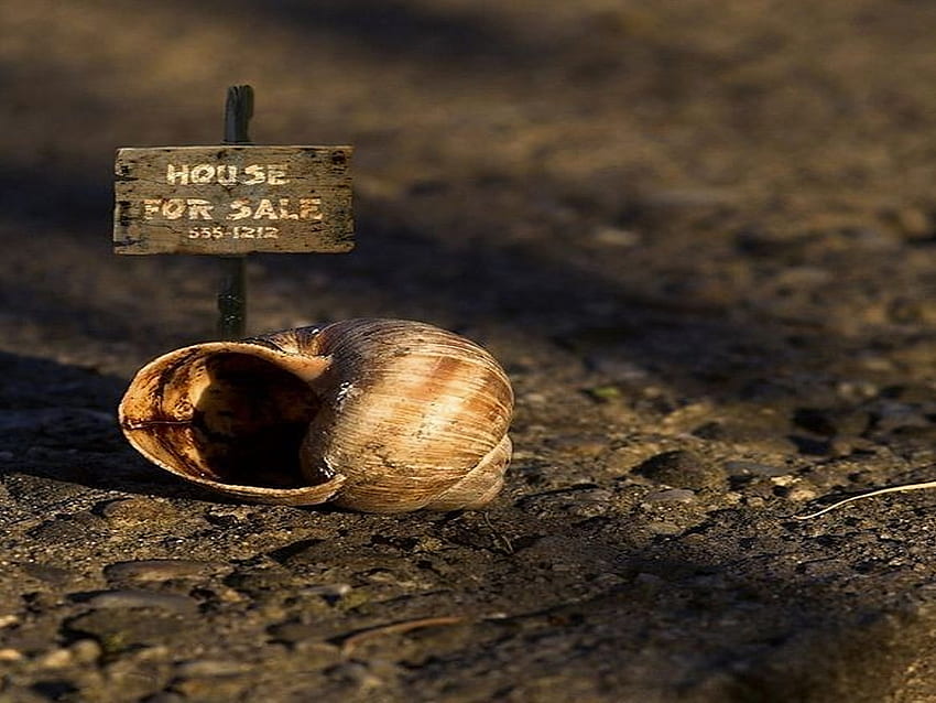 Dom na sprzedaż, numer..., numer telefonu, na sprzedaż, sprzedaż, ślimak, domek dla ślimaków, dla Tapeta HD