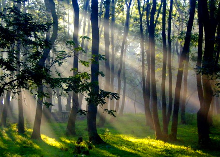 Zerstreut die Dunkelheit, Blätter, Licht, Morgennebel, Bäume, Gras, Wald, Sonnenstrahlen HD-Hintergrundbild