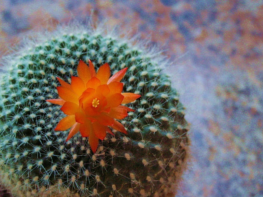 Макро оранжево цвете на кактус - Красиво растение от пустинята, пустинни цветя HD тапет