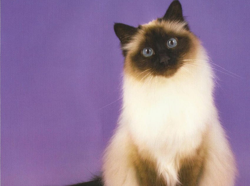 Cat, cute, siamese, paws HD wallpaper