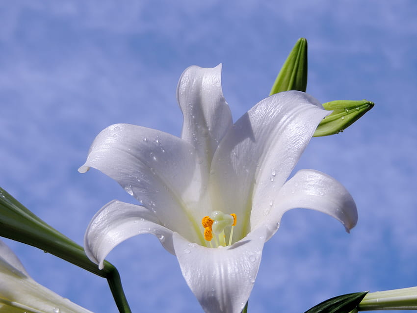 Macro Easter Lily, Macro, Easter Lily, Flower, Sky, graphy HD wallpaper