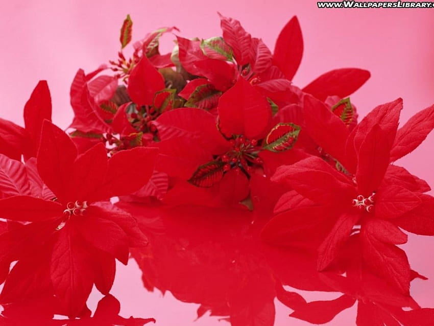 Weihnachtsrote Blumen, Blätter, Blumen, Farbe, rot HD-Hintergrundbild