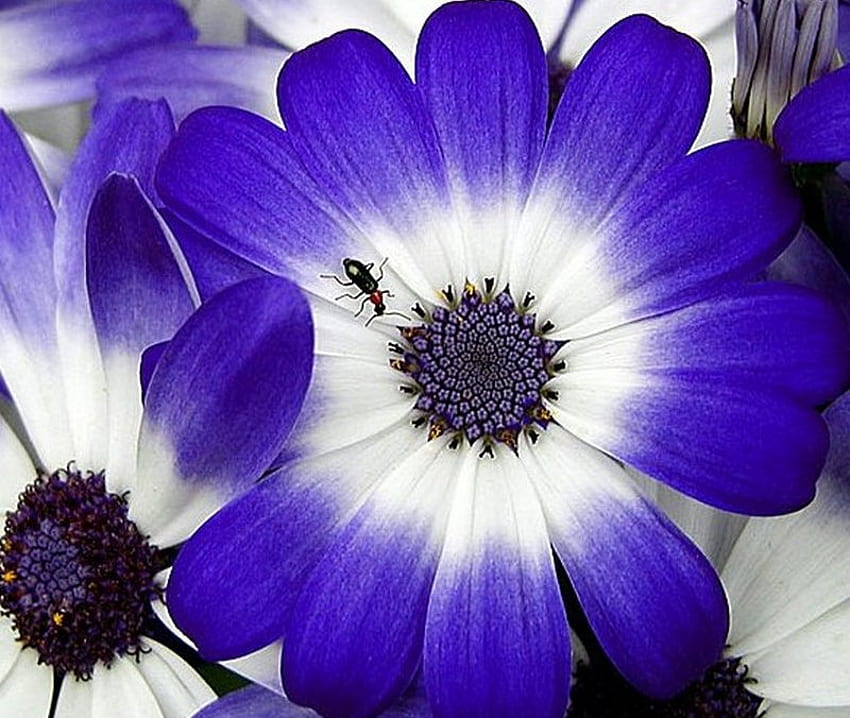 밝은 파란색, 파란색, 흰색, 곤충, 꽃 HD 월페이퍼