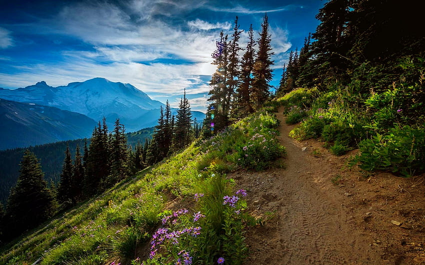 Планинска пътека, хълмове, пътека, красива, трева, разходка, планина, лято, диви цветя, дървета, небе HD тапет
