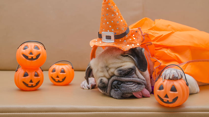 Pug dog Hat Sleep Tongue Pumpkin Halloween animal HD wallpaper | Pxfuel