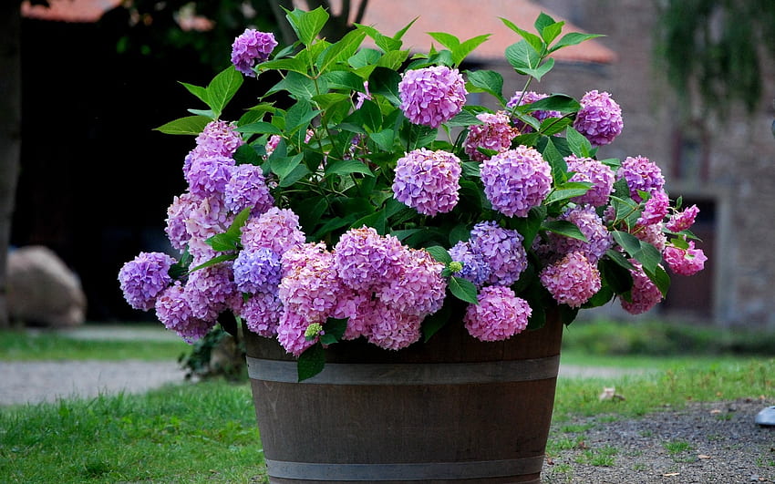 Hydrangeas, wooden, purple, flowers, pot HD wallpaper